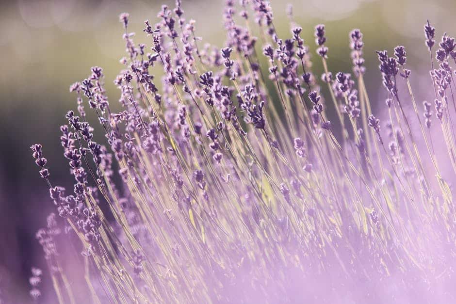 Close-up of tall lavender flowers in bloom, with soft purple hues and a blurred background, evoking the dreamy, tranquil atmosphere often found in Danish perfume and modern niche fragrances.
