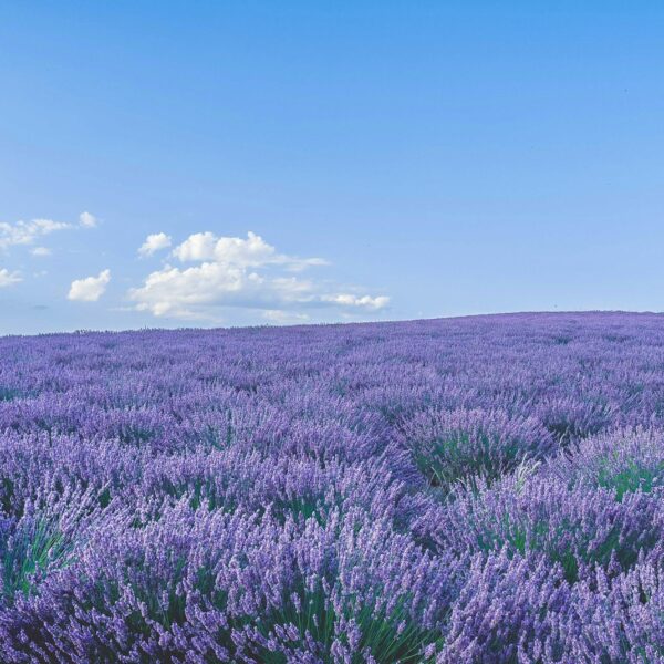 A vast field of blooming Lavender stretches to the horizon under a clear blue sky with a few white clouds, evoking the timeless beauty often captured in luxury perfumes. The purple flowers create a vibrant, colorful landscape.