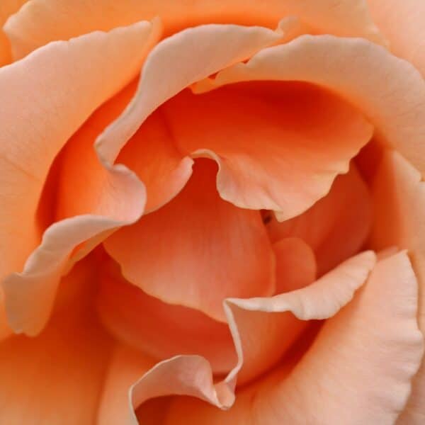 shallow focus photography of orange flower