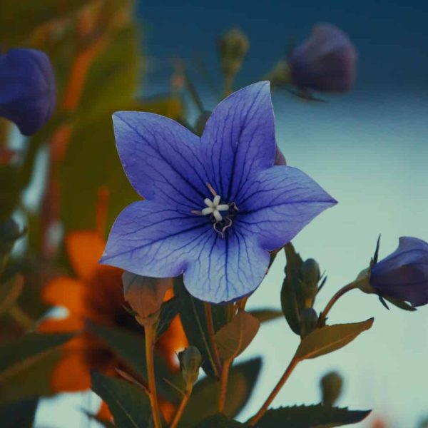 a close up of a blue flower on a plant