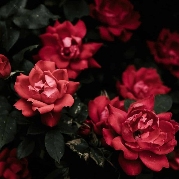 closeup photo of red petaled flowers