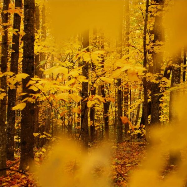 a forest filled with lots of trees covered in yellow leaves