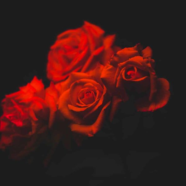 A variety of elegant perfume bottles in different shapes, sizes, and shades of pink, gold, and clear glass are arranged on tiered white shelves, reflected on a glossy surface perfect for exploring perfume layering or discovering your signature scent.